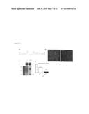 BICISTRONIC GENE TRANSFER TOOLS FOR DELIVERY OF miRNAS AND PROTEIN CODING     SEQUENCES diagram and image