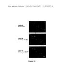 APPARATUS AND METHODS FOR ANALYSING FLUORESCENT PARTICLES diagram and image