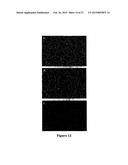 APPARATUS AND METHODS FOR ANALYSING FLUORESCENT PARTICLES diagram and image