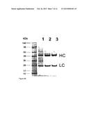 THERAPEUTIC CANINE IMMUNOGLOBULINS AND METHODS OF USING SAME diagram and image