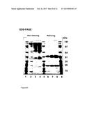 THERAPEUTIC CANINE IMMUNOGLOBULINS AND METHODS OF USING SAME diagram and image