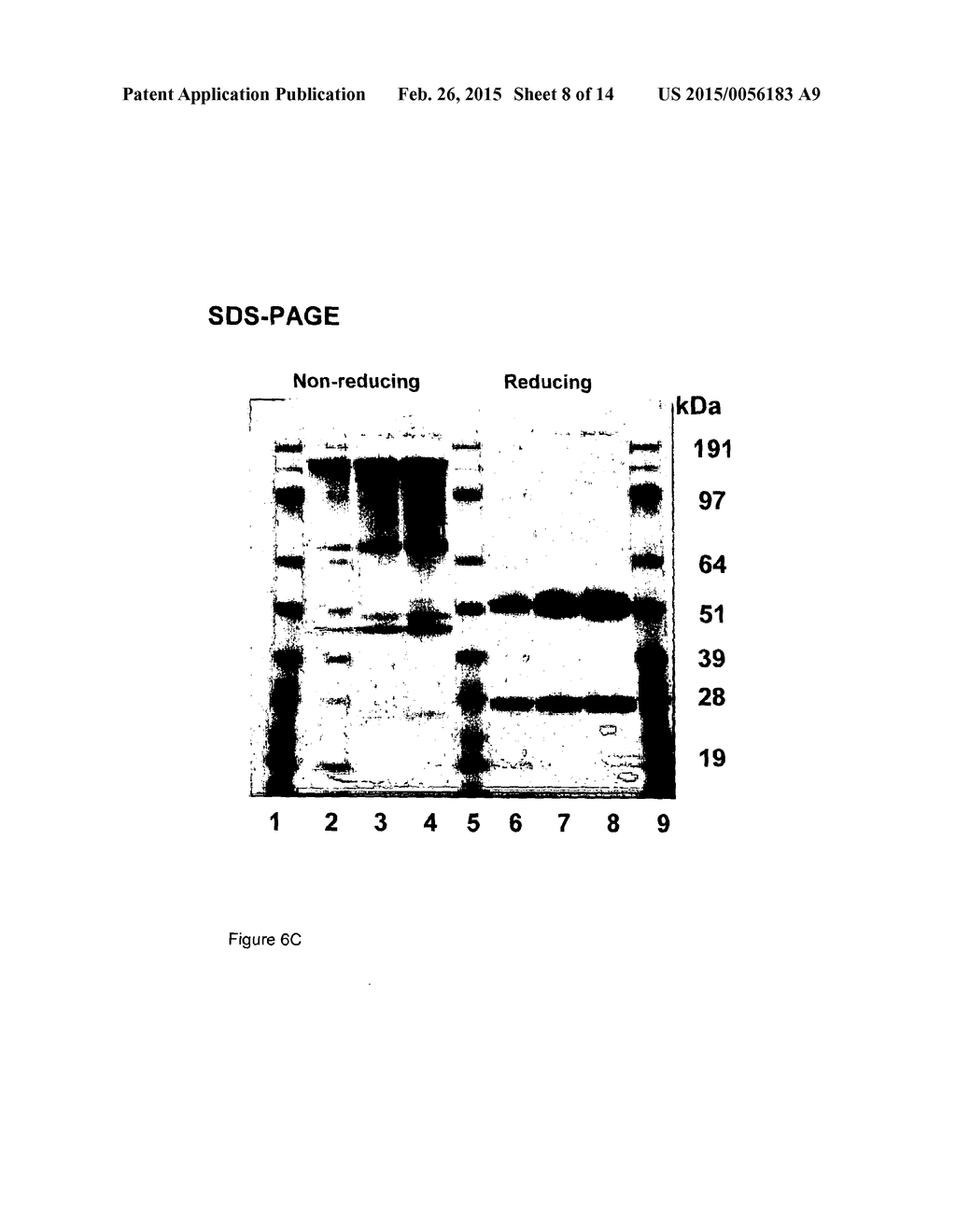 THERAPEUTIC CANINE IMMUNOGLOBULINS AND METHODS OF USING SAME - diagram, schematic, and image 09