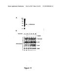 Protein Belonging to the TNF Superfamily Involved in Signal Transduction,     Nucleic Acids Encoding Same and Methods of Use Thereof diagram and image