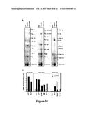 Protein Belonging to the TNF Superfamily Involved in Signal Transduction,     Nucleic Acids Encoding Same and Methods of Use Thereof diagram and image