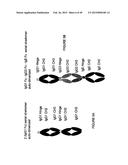 IMMUNOGLOBULIN CONSTANT REGION FC RECEPTOR BINDING AGENTS diagram and image