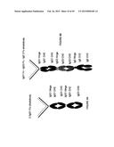 IMMUNOGLOBULIN CONSTANT REGION FC RECEPTOR BINDING AGENTS diagram and image