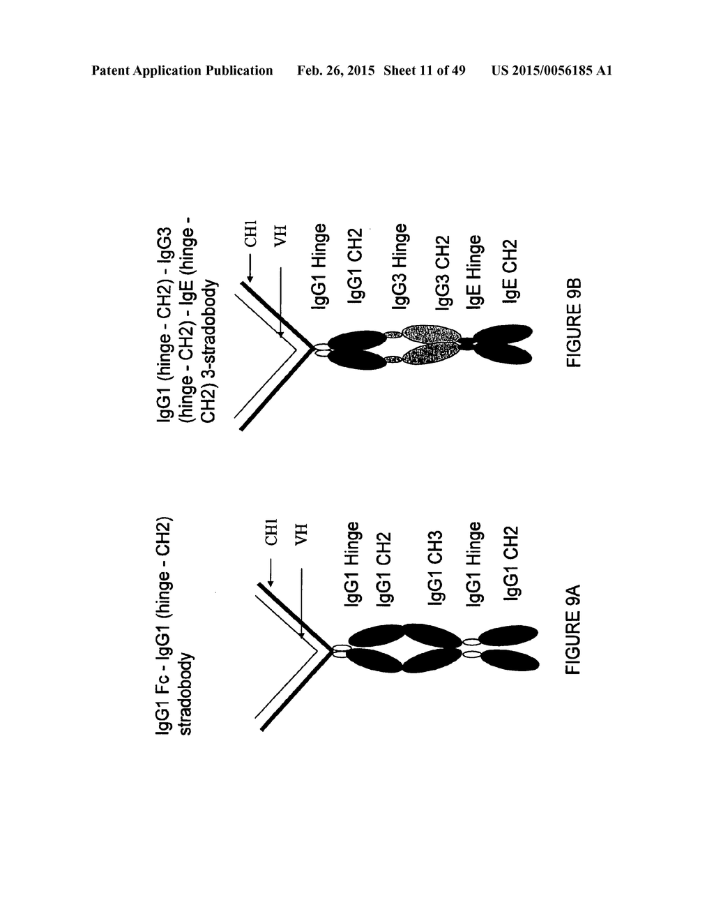 IMMUNOGLOBULIN CONSTANT REGION FC RECEPTOR BINDING AGENTS - diagram, schematic, and image 12