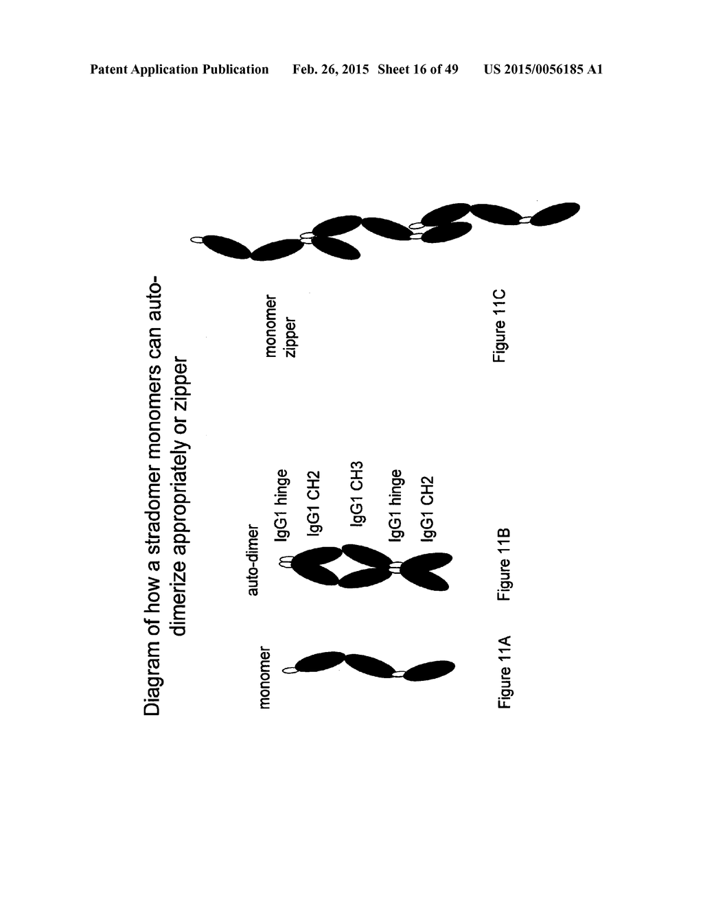 IMMUNOGLOBULIN CONSTANT REGION FC RECEPTOR BINDING AGENTS - diagram, schematic, and image 17