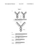 ANTI-TNF/IL-17 DUAL VARIABLE DOMAIN IMMUNOGLOBULIN AND USES THEREOF diagram and image