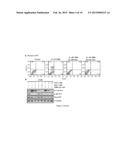 METHODS OF TREATING PROLIFERATIVE DISORDERS WITH MALATE OR DERIVATIVES     THEREOF diagram and image