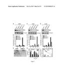 METHODS OF TREATING PROLIFERATIVE DISORDERS WITH MALATE OR DERIVATIVES     THEREOF diagram and image