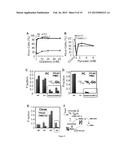 METHODS OF TREATING PROLIFERATIVE DISORDERS WITH MALATE OR DERIVATIVES     THEREOF diagram and image