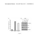 METHODS OF TREATING PROLIFERATIVE DISORDERS WITH MALATE OR DERIVATIVES     THEREOF diagram and image