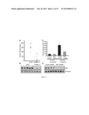 METHODS OF TREATING PROLIFERATIVE DISORDERS WITH MALATE OR DERIVATIVES     THEREOF diagram and image