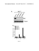 METHODS OF TREATING PROLIFERATIVE DISORDERS WITH MALATE OR DERIVATIVES     THEREOF diagram and image