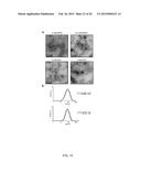 RECOMBINANT PAPAYA MOSAIC VIRUS COAT PROTEINS AND USES THEREOF IN     INFLUENZA VACCINES diagram and image