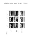 METHOD FOR PRODUCING LIPOSOME ENCAPSULATING PACLITAXEL MONOGLYCOSIDE     AND/OR DOCETAXEL MONOGLYCOSIDE diagram and image