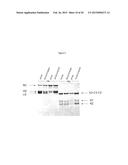 COMPOSITIONS AND METHODS FOR ENHANCING COAGULATION FACTOR VIII FUNCTION diagram and image