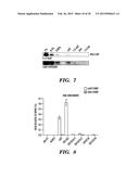 ISOLATION OF FACTORS THAT ASSOCIATE DIRECTLY OR INDIRECTLY WITH NON-CODING     RNAS diagram and image