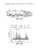 ISOLATION OF FACTORS THAT ASSOCIATE DIRECTLY OR INDIRECTLY WITH NON-CODING     RNAS diagram and image