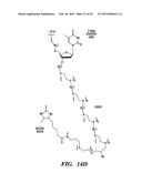 ISOLATION OF FACTORS THAT ASSOCIATE DIRECTLY OR INDIRECTLY WITH NON-CODING     RNAS diagram and image