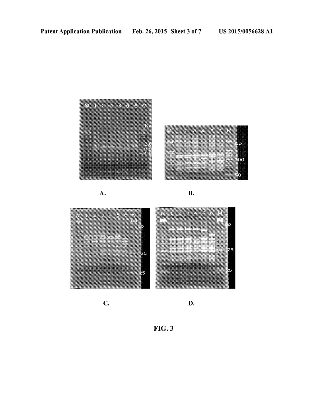 DETECTION AND TYPING OF BACTERIAL STRAINS - diagram, schematic, and image 04