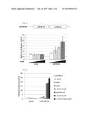 DNA CONTROLLING MIR-140 EXPRESSION, AND SCREENING METHOD OF DRUGS USING     SAID DNA diagram and image