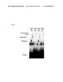 DNA CONTROLLING MIR-140 EXPRESSION, AND SCREENING METHOD OF DRUGS USING     SAID DNA diagram and image