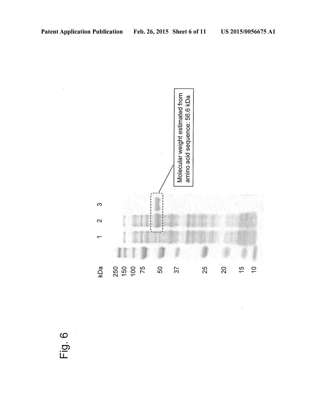 HYDROCARBON SYNTHASE GENE AND USE THEREOF - diagram, schematic, and image 07