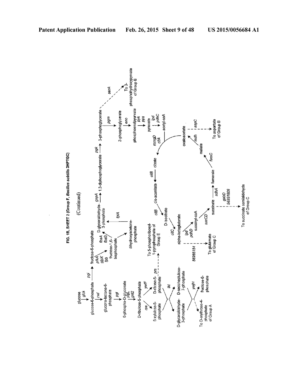 METHODS, SYSTEMS, AND COMPOSITIONS FOR INCREASED MICROORGANISM TOLERANCE     TO AND PRODUCTION OF 3-HYDROXYPROPIONIC ACID (3-HP) - diagram, schematic, and image 10