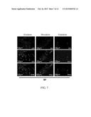 METHOD AND KIT FOR CULTURING STEM CELLS diagram and image