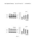 METHOD AND KIT FOR CULTURING STEM CELLS diagram and image