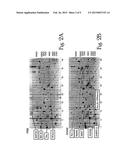 ENDOTHELIAL-MONOCYTE ACTIVATING POLYPEPTIDE II (EMAP-II), A BIOMARKER FOR     USE IN DIAGNOSIS AND TREATMENT OF BRAIN INJURY diagram and image