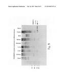 ENDOTHELIAL-MONOCYTE ACTIVATING POLYPEPTIDE II (EMAP-II), A BIOMARKER FOR     USE IN DIAGNOSIS AND TREATMENT OF BRAIN INJURY diagram and image