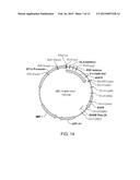 ANTIDOTES FOR FACTOR XA INHIBITORS AND METHODS OF USING THE SAME diagram and image