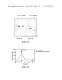 ANTIDOTES FOR FACTOR XA INHIBITORS AND METHODS OF USING THE SAME diagram and image