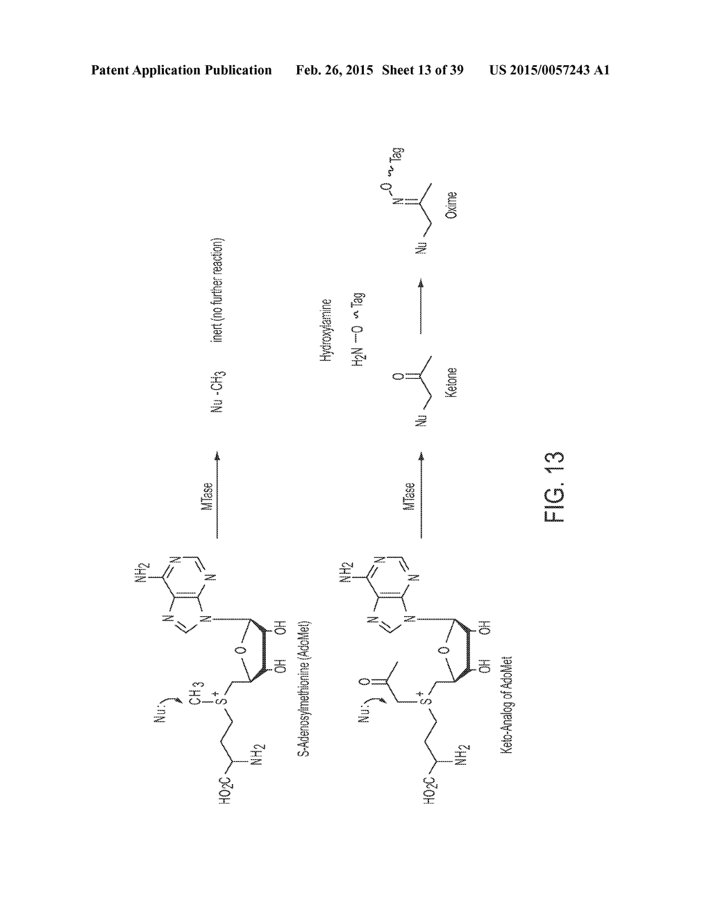 Compositions and Methods for the Inhibition of Methyltransferases - diagram, schematic, and image 14