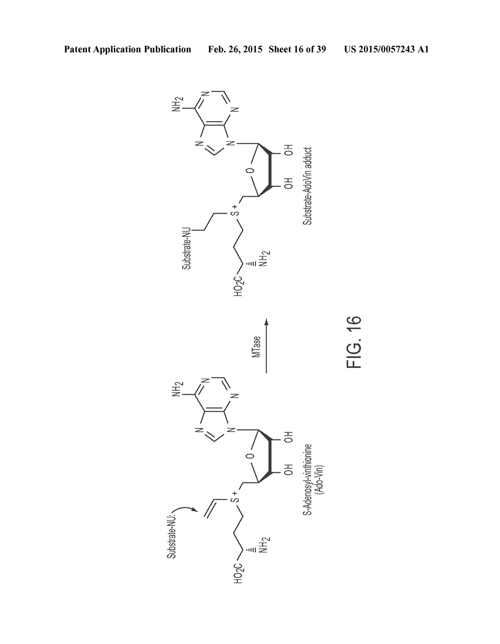 Compositions and Methods for the Inhibition of Methyltransferases - diagram, schematic, and image 17