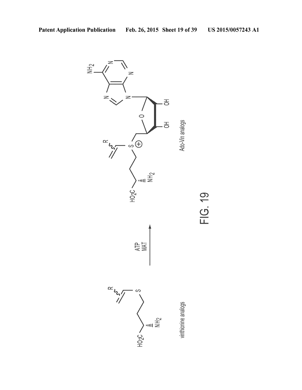 Compositions and Methods for the Inhibition of Methyltransferases - diagram, schematic, and image 20