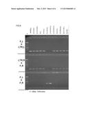 METHOD FOR CLASSIFYING AND DISCRIMINATING JATROPHA LINES USING     RETROTRANSPOSON AS A MARKER diagram and image