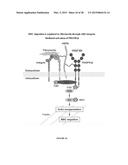 COMPOSITIONS AND METHODS FOR PREVENTING OR TREATING DISEASES, CONDITIONS,     OR PROCESSES CHARACTERIZED BY ABERRANT FIBROBLAST PROLIFERATION AND     EXTRACELLULAR MATRIX DEPOSITION diagram and image