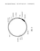 GENE THERAPY VECTORS FOR ADRENOLEUKODYSTROPHY AND ADRENOMYELONEUROPATHY diagram and image