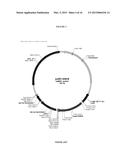 MODIFIED POLYNUCLEOTIDES FOR THE PRODUCTION OF PROTEINS diagram and image