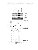 METHODS FOR IDENTIFYING MODULATORS OF IL-24 MEDIATED APOPTOSIS AND     IMMUNOTHERAPY diagram and image