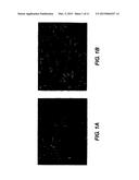 METALAXYL AND PROTHIOCONAZOLE COCRYSTALS AND METHODS OF MAKING AND USING diagram and image