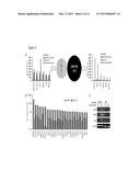 P53 COOPERATION WITH DNA METHYLATION AND SUICIDAL INTERFERON RESPONSE TO     CONTROL SILENCING OF REPEATS AND NCRNAS diagram and image