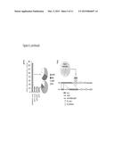 P53 COOPERATION WITH DNA METHYLATION AND SUICIDAL INTERFERON RESPONSE TO     CONTROL SILENCING OF REPEATS AND NCRNAS diagram and image