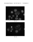 METHODS AND KITS FOR PERFORMING IN SITU HYBRIDIZATION diagram and image