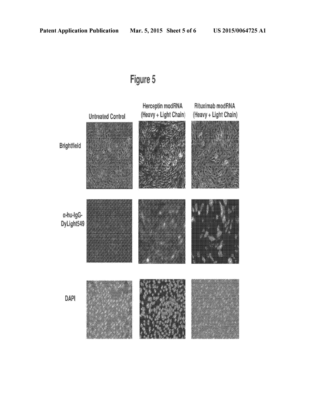 ENGINEERED NUCLEIC ACIDS AND METHODS OF USE THEREOF - diagram, schematic, and image 06