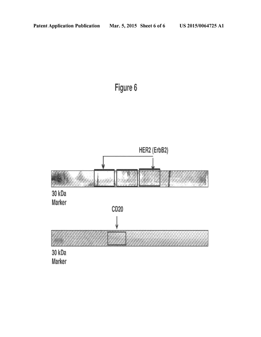 ENGINEERED NUCLEIC ACIDS AND METHODS OF USE THEREOF - diagram, schematic, and image 07